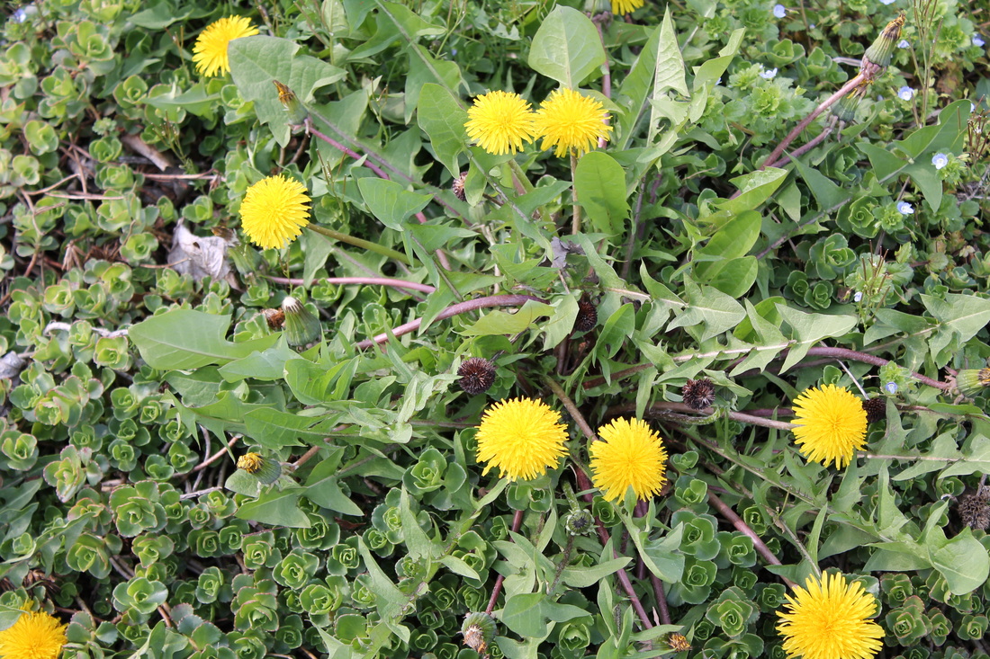 Picture of a dandelion weed, a broadleaf weed, can be treated by Richter's weed control