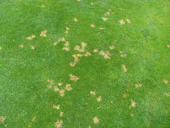 Image showing a lawn disease called dollar spot, lawn disease care and control 