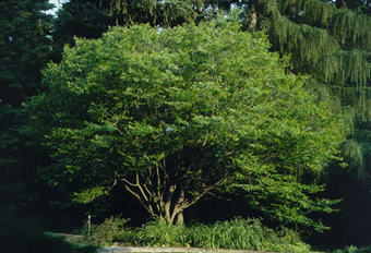Picture of a beautiful Blue Beech tree, a lovely ornamental tree for new landscapes.