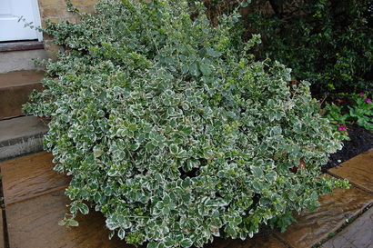 Image of emerald gaiety wintercreeper, a lovely shrub for unique landscapes