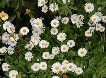 Picture of a broadleaf weed called english daisy. you can get rid of this with Richter's!