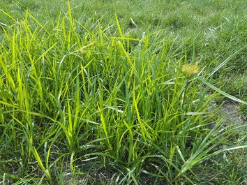 Image of a grassy weed called yellow nutsedge.