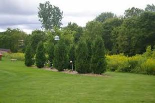 Picture showing trees in landscaping